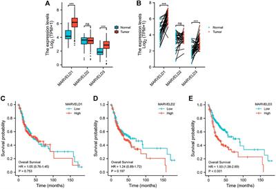 High expression of MARVELD3 as a potential prognostic biomarker for oral squamous cell carcinoma